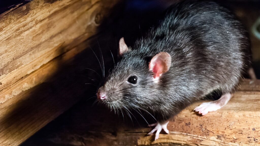 Die Schwarzratte (Rattus rattus), auch bekannt als Schiffsratte, Dachratte oder Hausratte.